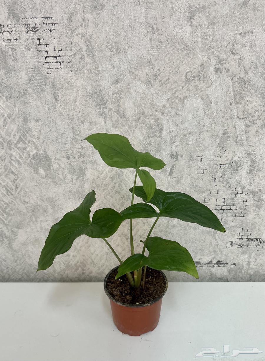 نبات داخلي64387132288385110