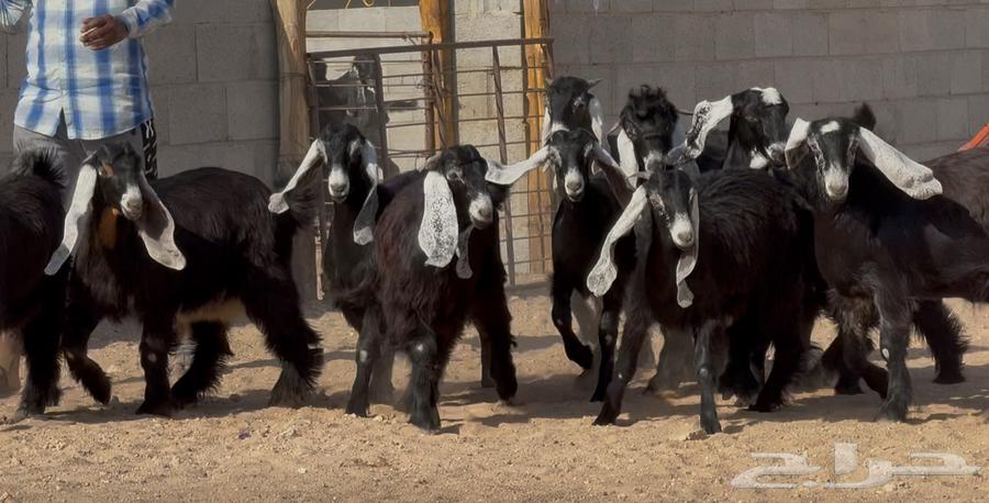 جذعات عوارض ربش طيبه العدد 10 بالفحول 264387843551489114