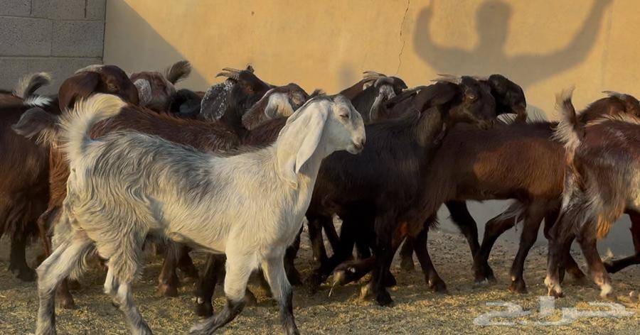 Luxurious Cypriot Trunks Number 1564381150161537113