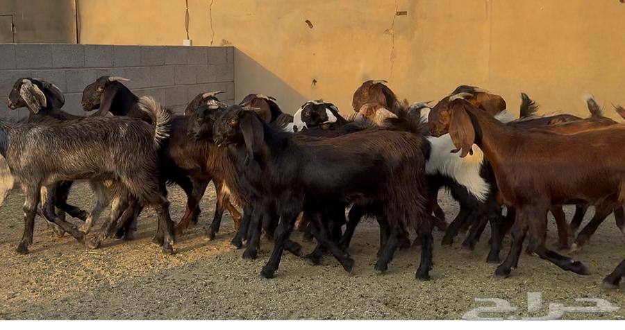 Luxurious Cypriot Trunks Number 1564381150161537110