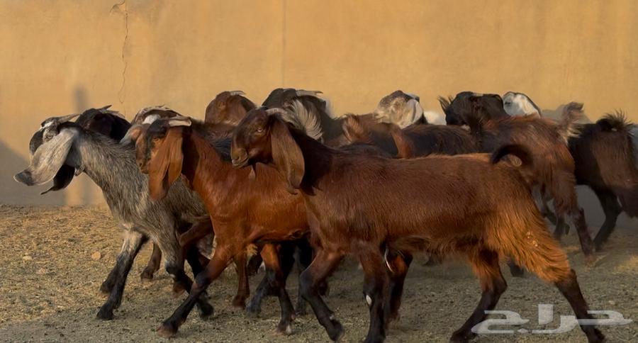 Luxurious Cypriot Trunks Number 1564381150161537114