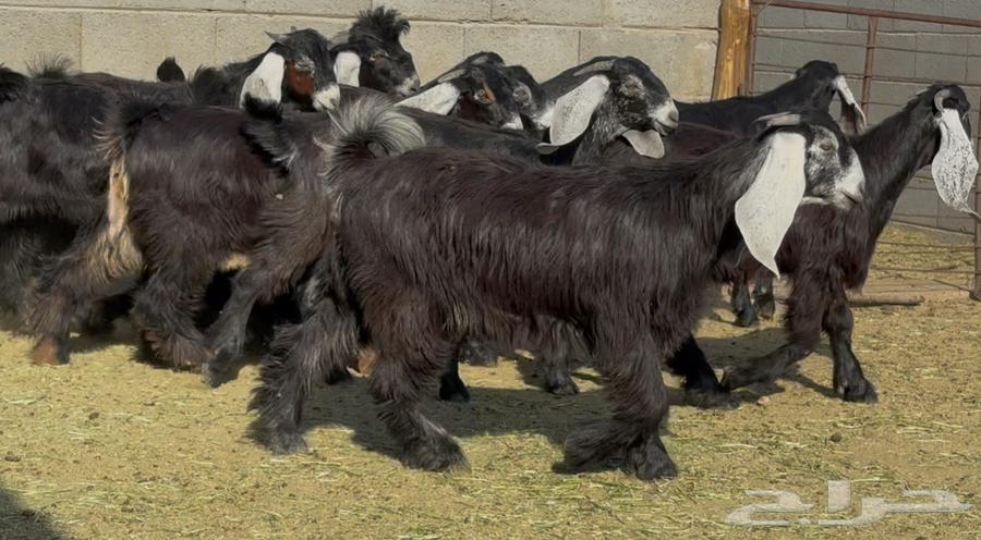 جذعات عوارض ربش طيبه العدد 10 بالفحول 264387843551489112