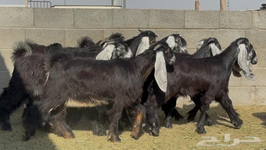 جذعات عوارض ربش طيبه العدد 10 بالفحول 264387843551489113