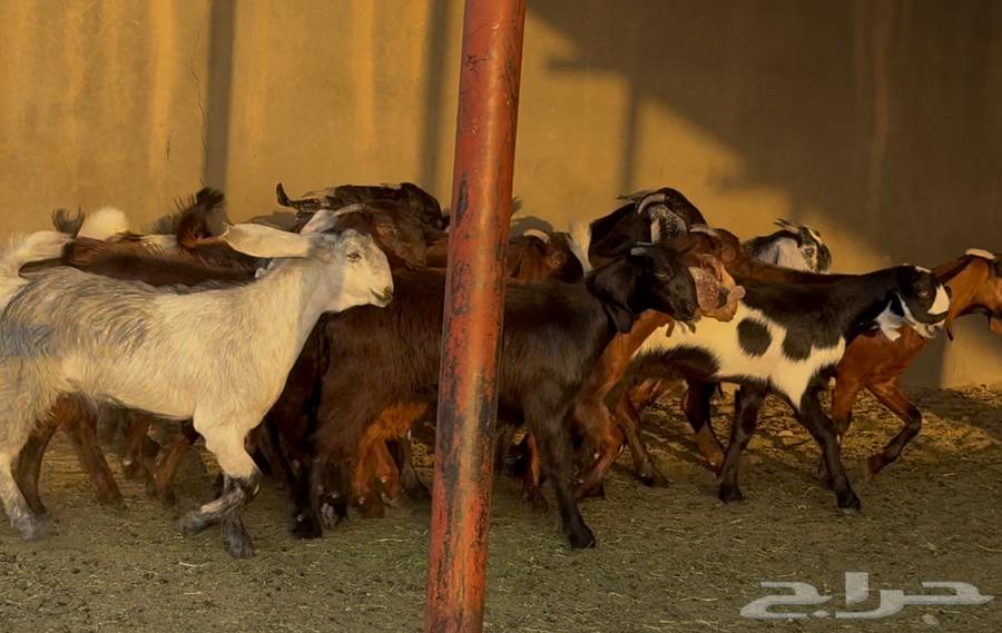 Luxurious Cypriot Trunks Number 1564381150161537111