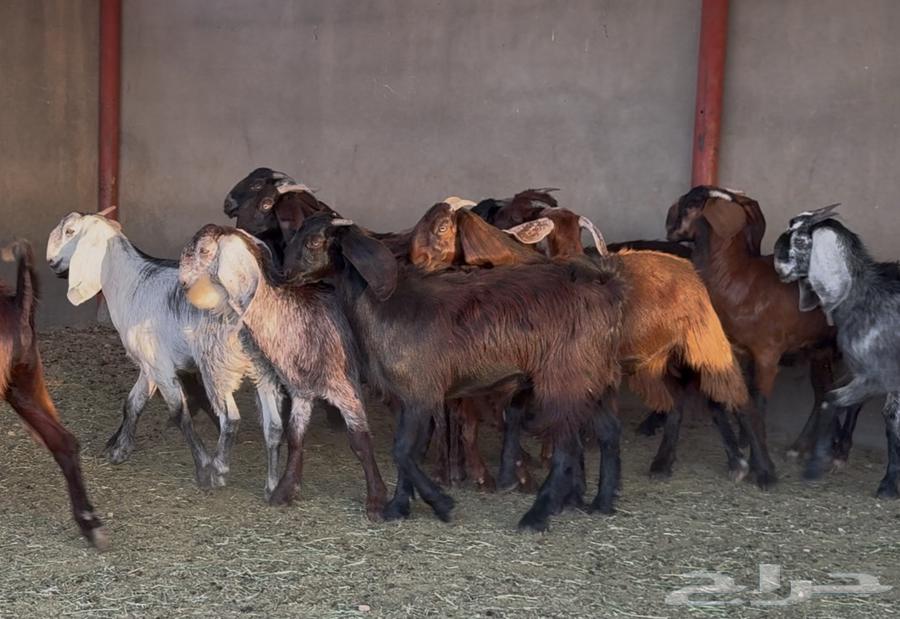 Luxurious Cypriot Trunks Number 1564381150161537112