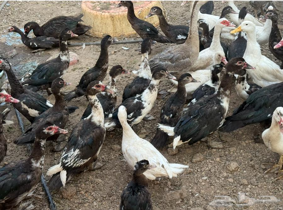 بط شهرمان صحة 100 10064389141829506112