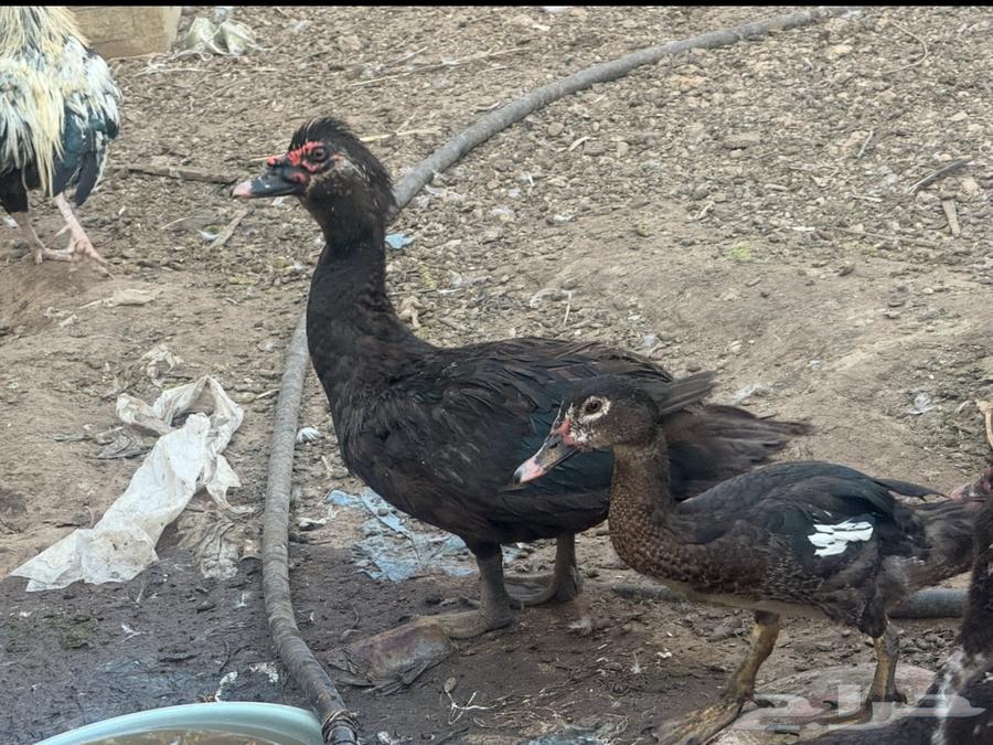 بط شهرمان صحة 100 10064389141829506111