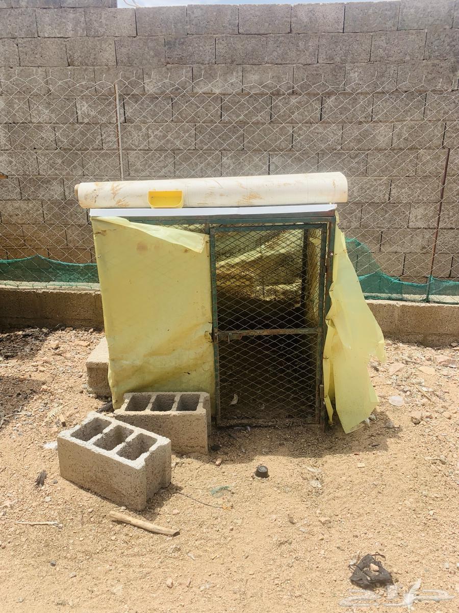 شبوك مستخدمه للدجاج64385244206209112