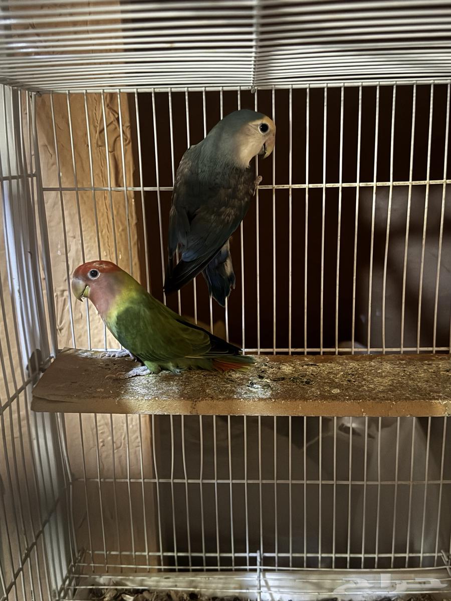 للبيع فرايد روز64379941785985110