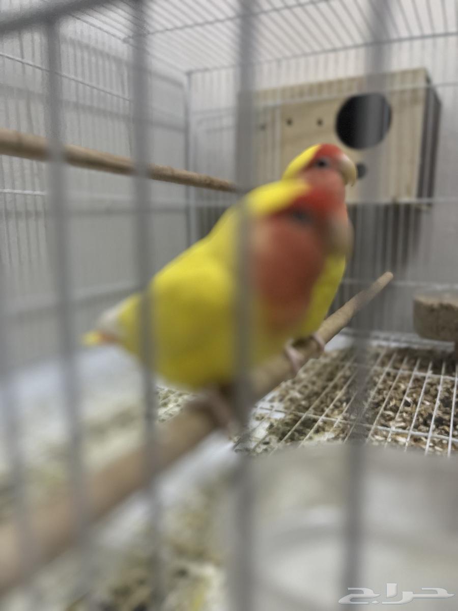 جوز روز لاتينو64386892080257110