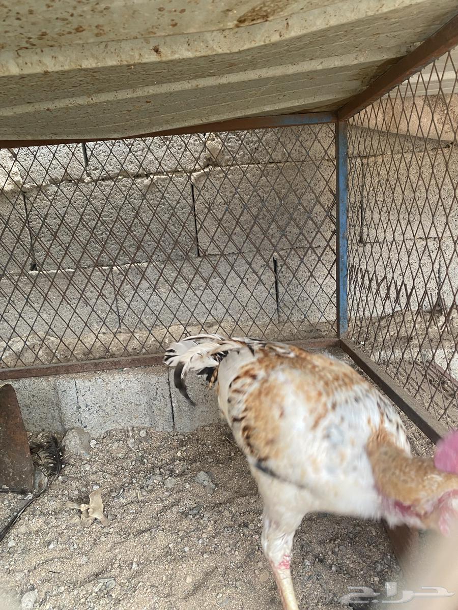 ديك باكستاني للبيع64377389319169113