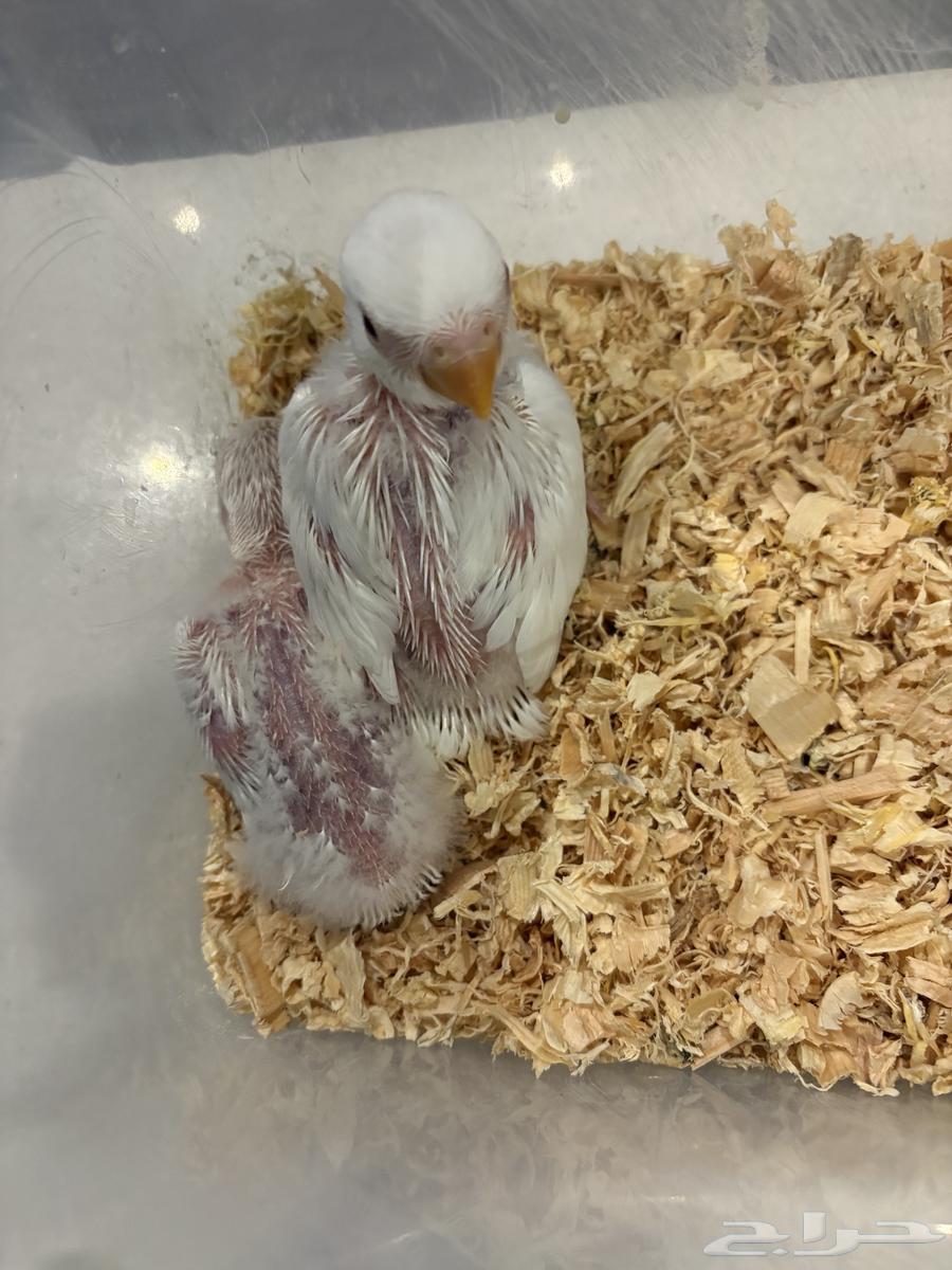 فروخ روز البينو64383927346433110