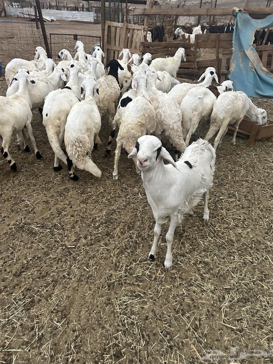 طليان سواكن بيض64380847229058110