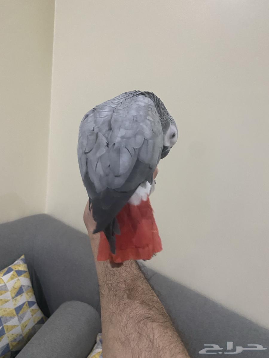 Very bright Casco parrot, local breeding, very tame, talking, age 11 months64383857517954112