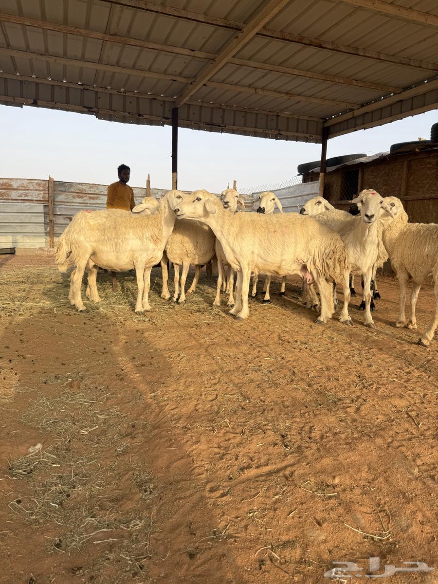 للبيع حريات متابيع64386821943809110