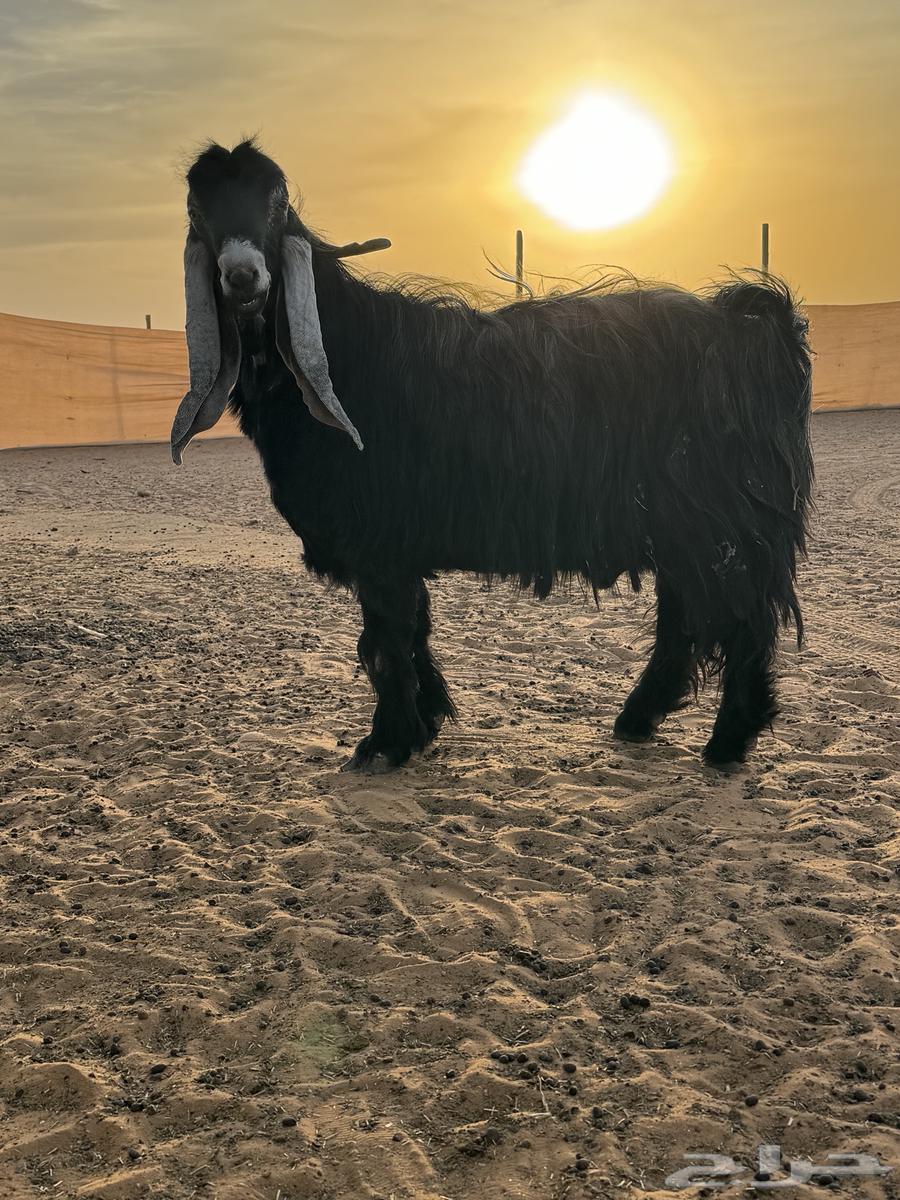 عنيزة العوشزيه64392031703939111