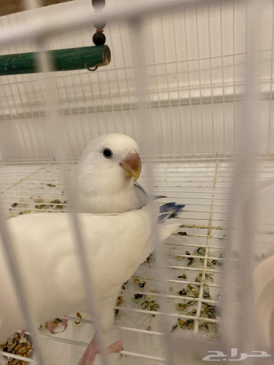 عصافير روز للبيع ذكور اليفه للبيع مع جميع مستلزماته64387243684482112
