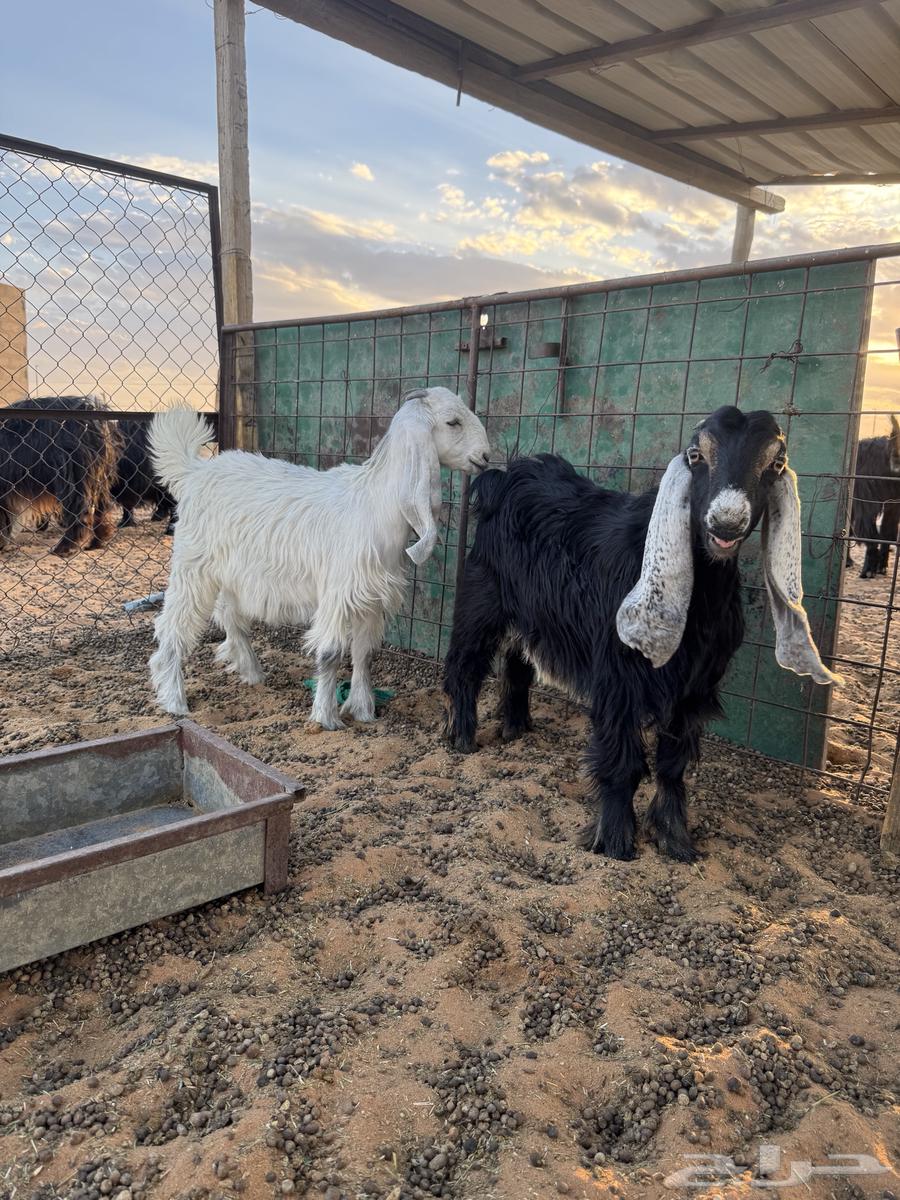 Jafar64387452962563110