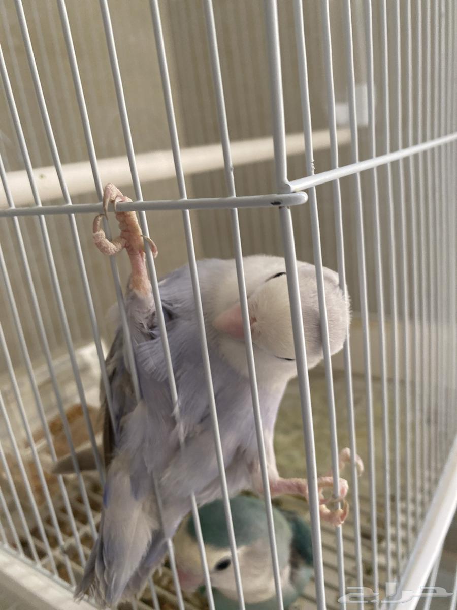 الطيور معروضه للبيع -النوع روز-العمر 9اشهر64381616965121111