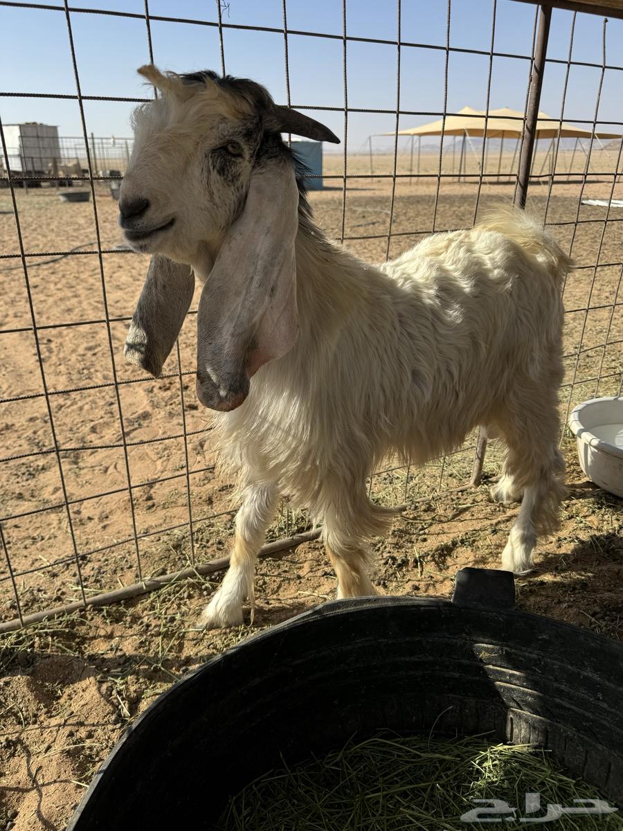 تيس صنف عمره 5 شهور64388729641089114