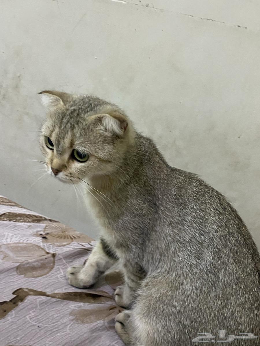 قط للبيع سكوتش فولد64380929891458110