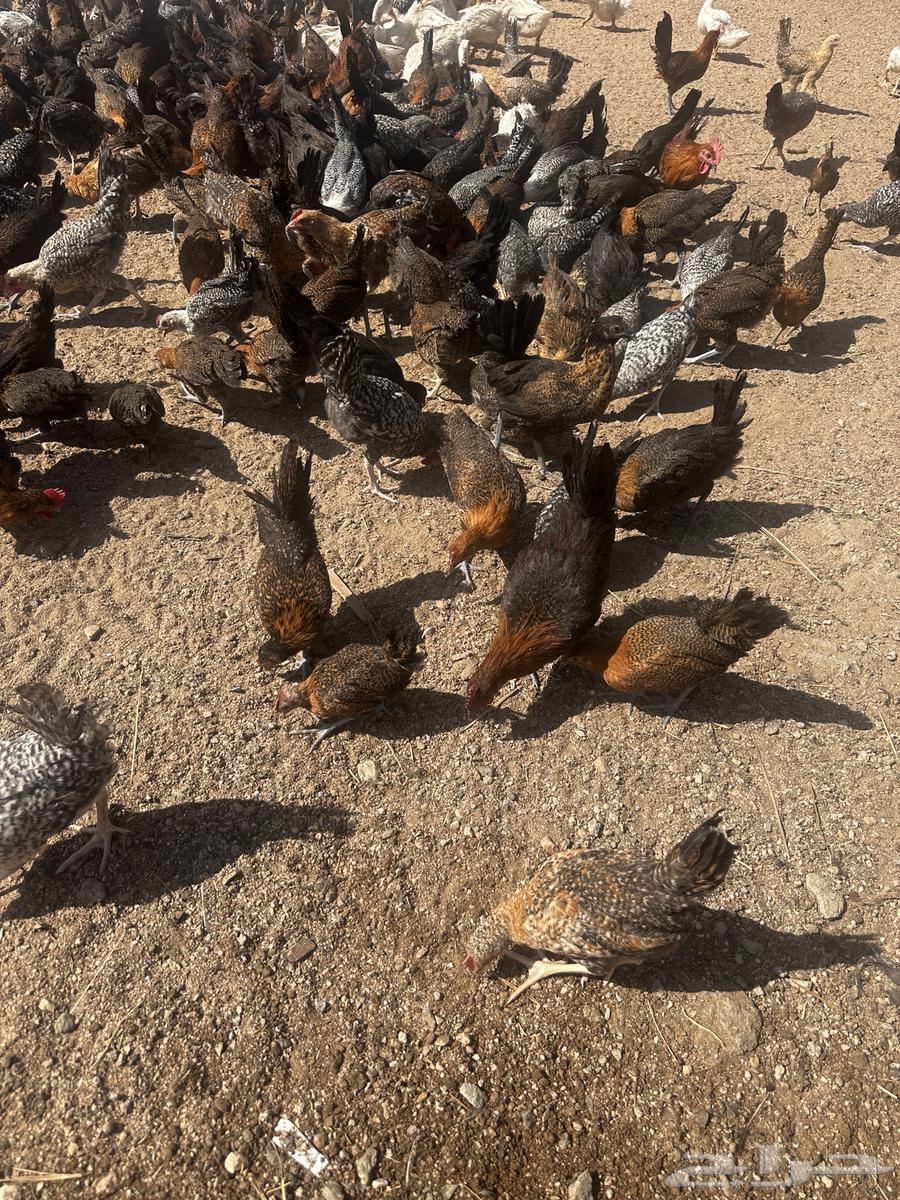 Fayoumi roosters, chickens, and Dawadmi turkeys64366497945601112