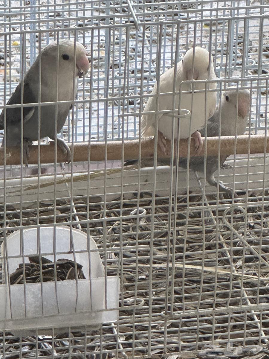 زوج روز للبيع64391106000513110