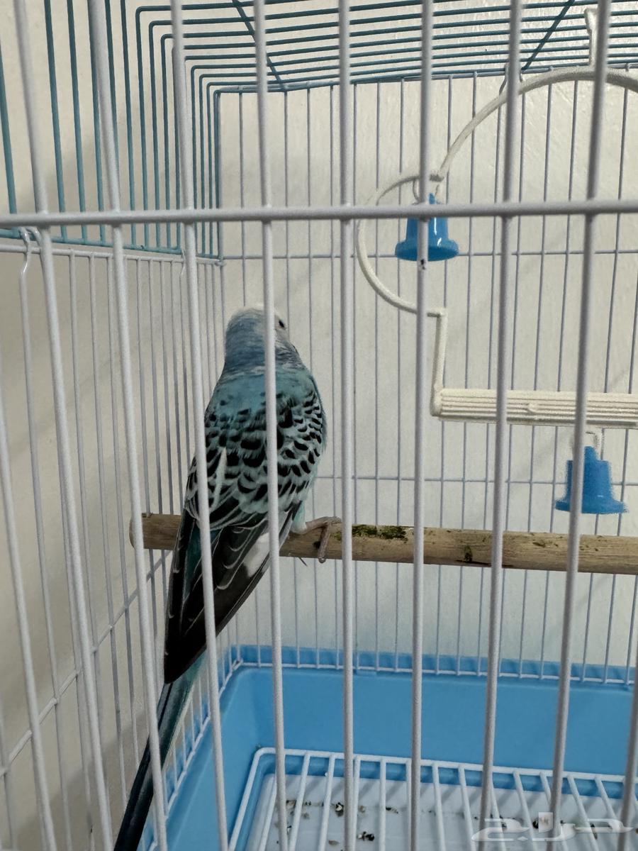 طيور الحب64384355435907111