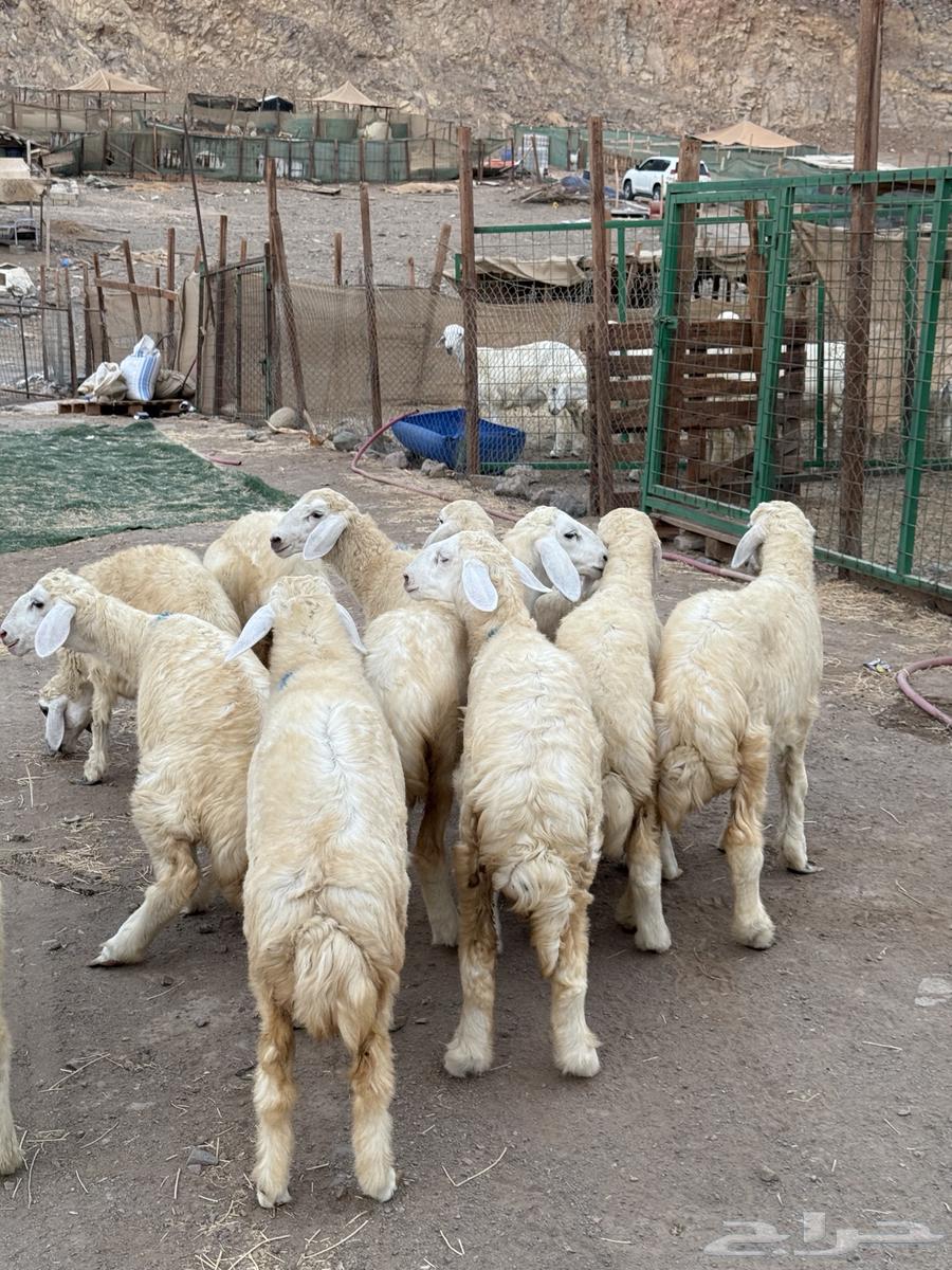 رخال حريه64389502472194113