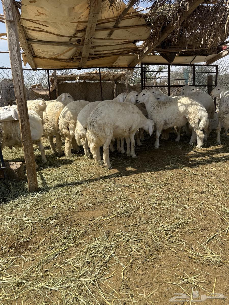 يوجد لدينا طليان  حرية ذبائح شي نظيف  و البيع تفريد64381934614145111