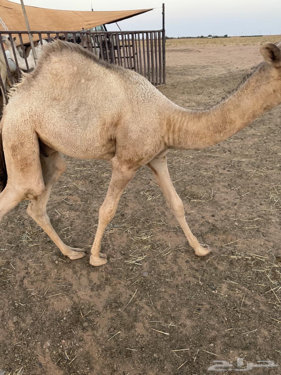 حوار يرضع امه للبيع64387550654081112