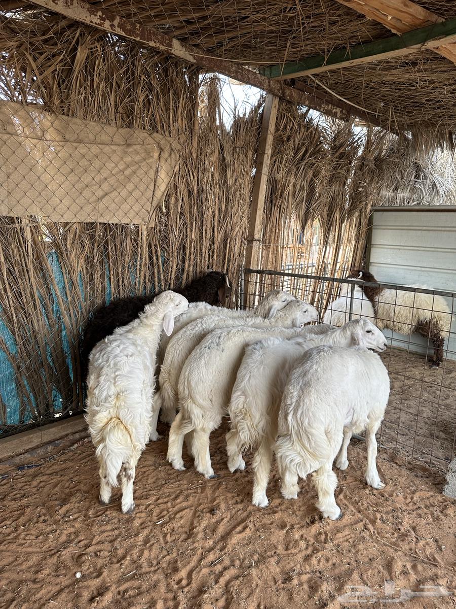 حري للبيع64387159606657111