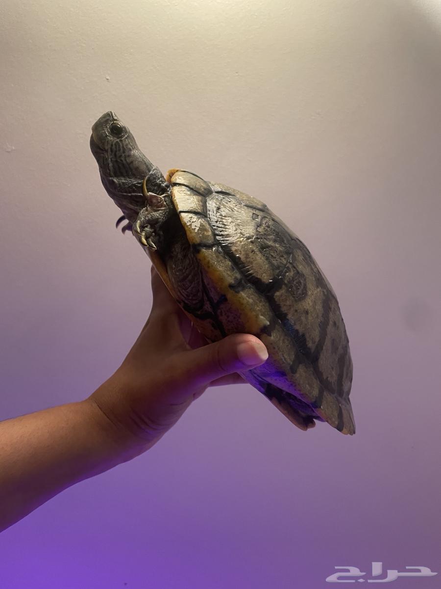 سلاحف برمائيه احجام كبيره64387494955779111