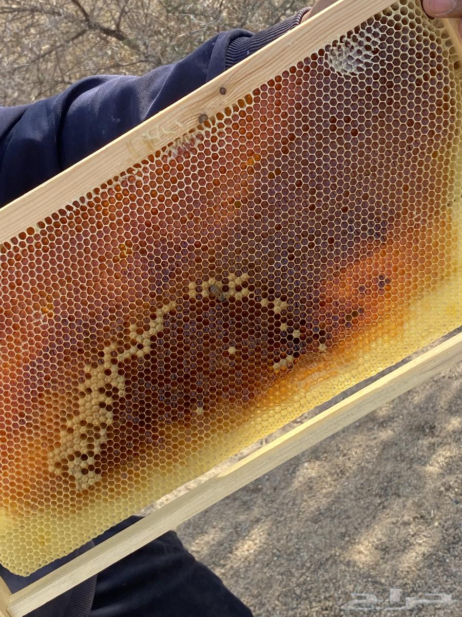 Ha'il Talh Honey and Athel Honey64386347035393111