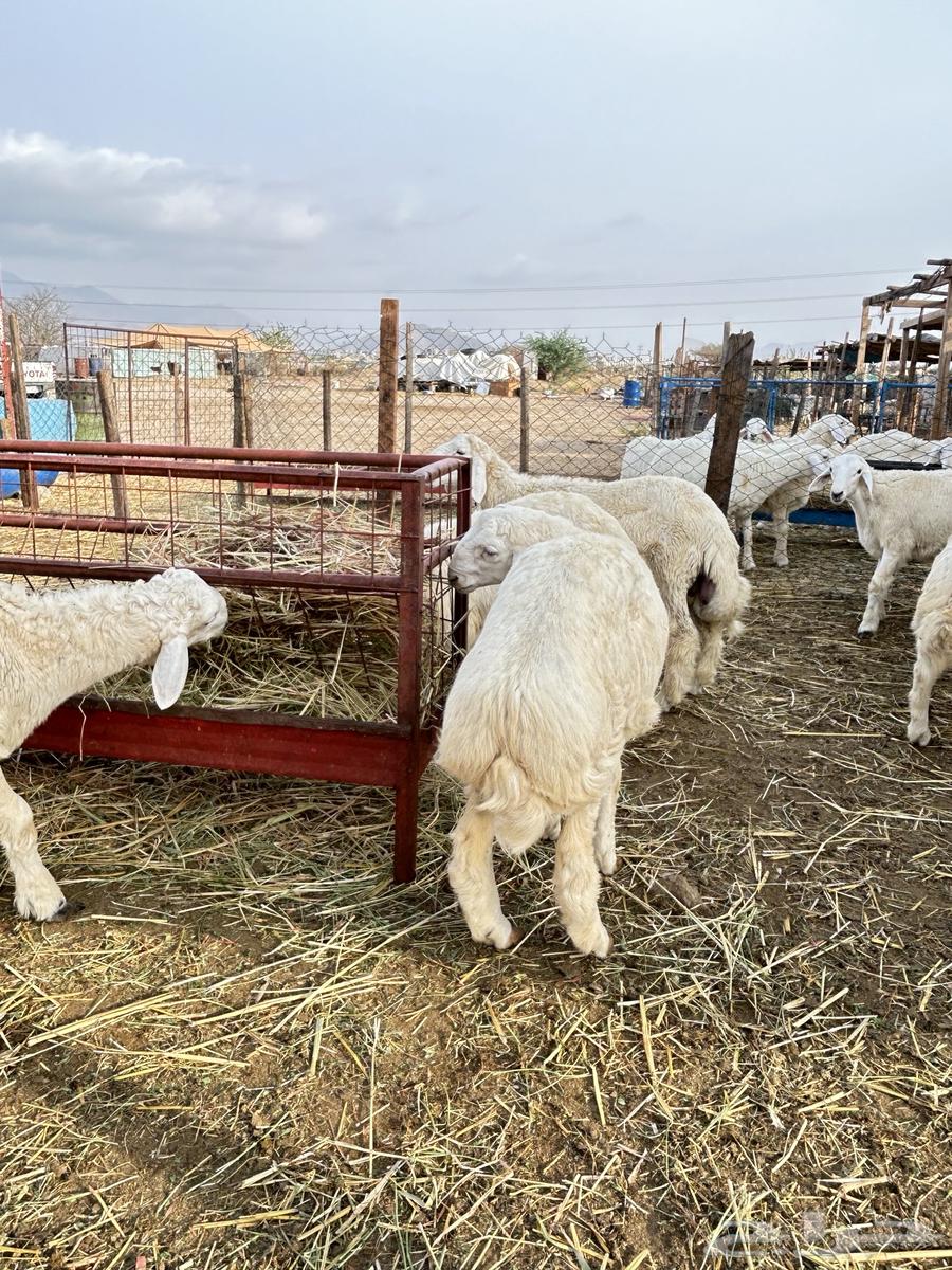 ذبايح حريه طليان و رخال64384562872963113