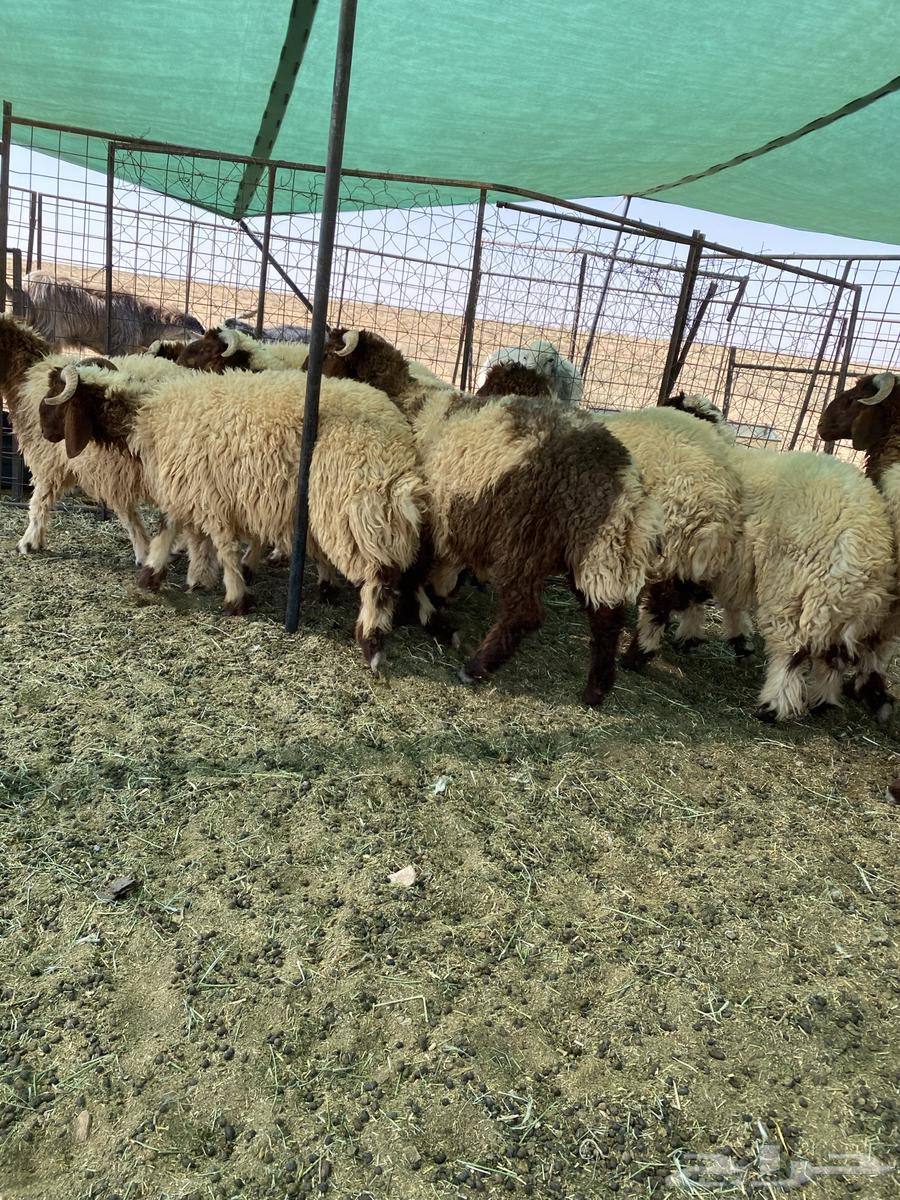 بهم نعيم جبر جذعان مراح واحد64386416988547112