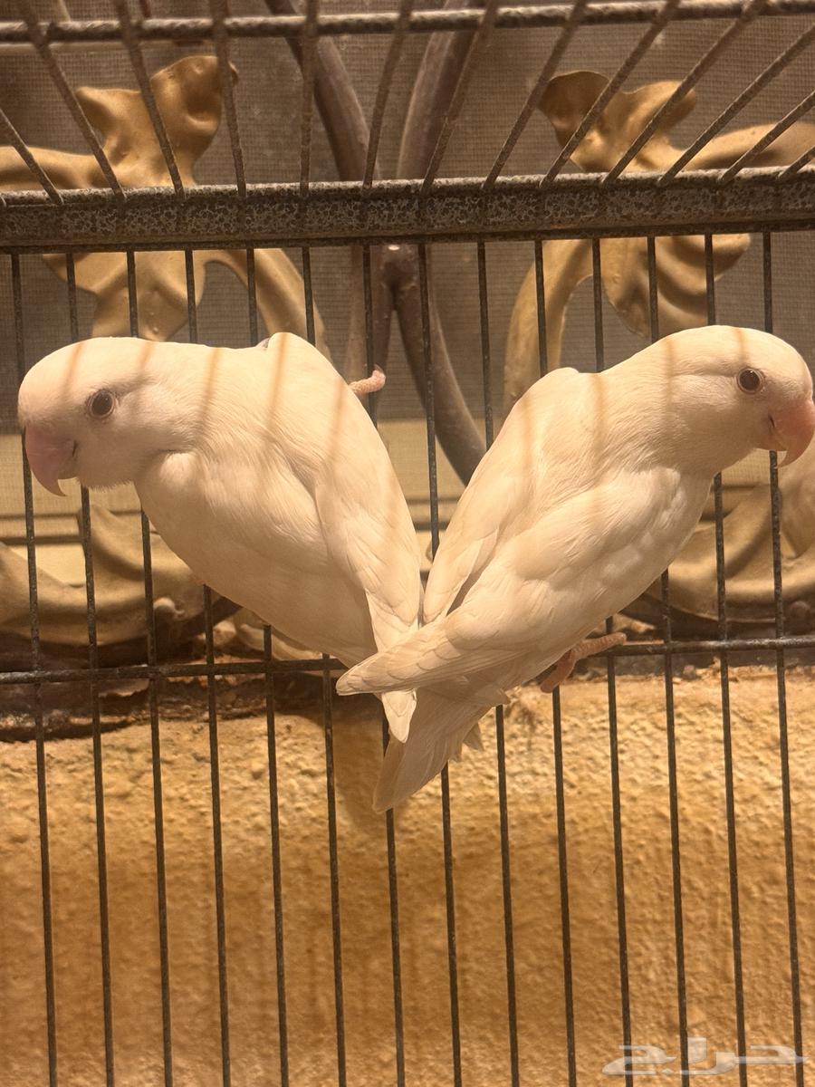 جوز روز البينو64389791605507110