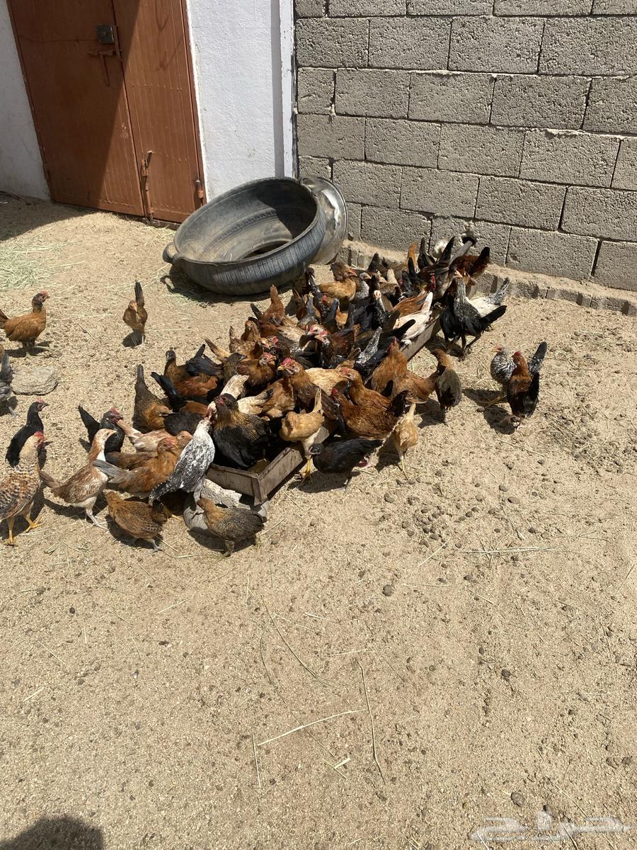 البيع دجاج العمره الثالث اشهور العدد 100 دجاج64382721312771110