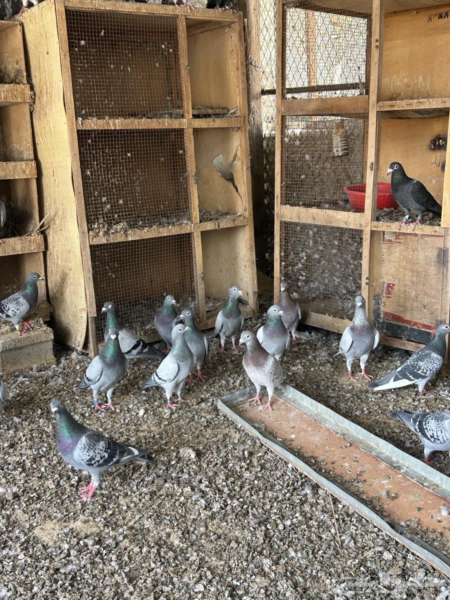 حمام زاجل سباق للبيع وفيه شي مش محجل64385466846081111