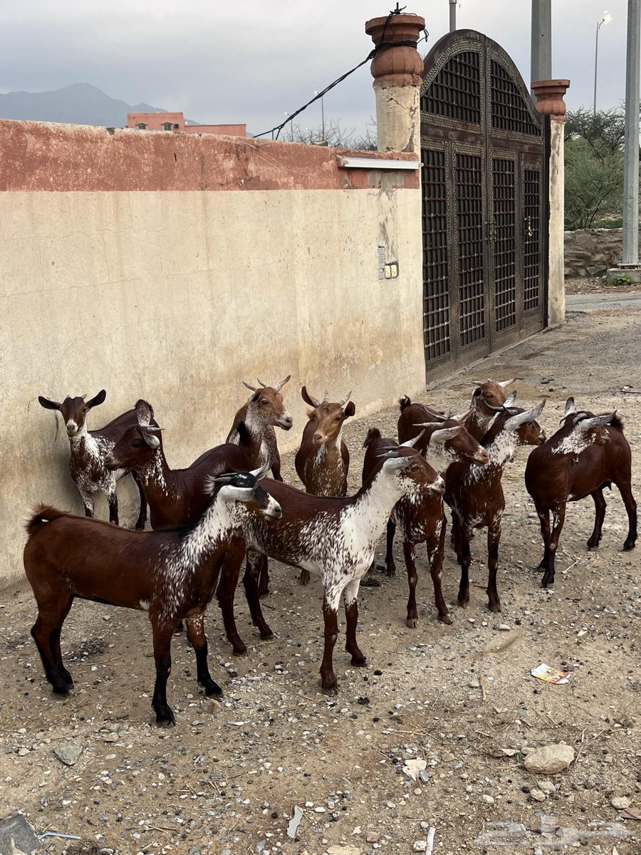 Jafar and Shah Dham Establishment Marah64382390607235111