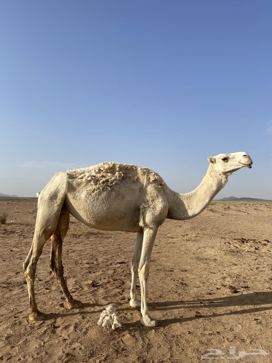 ناقة للبيع64380212259587110