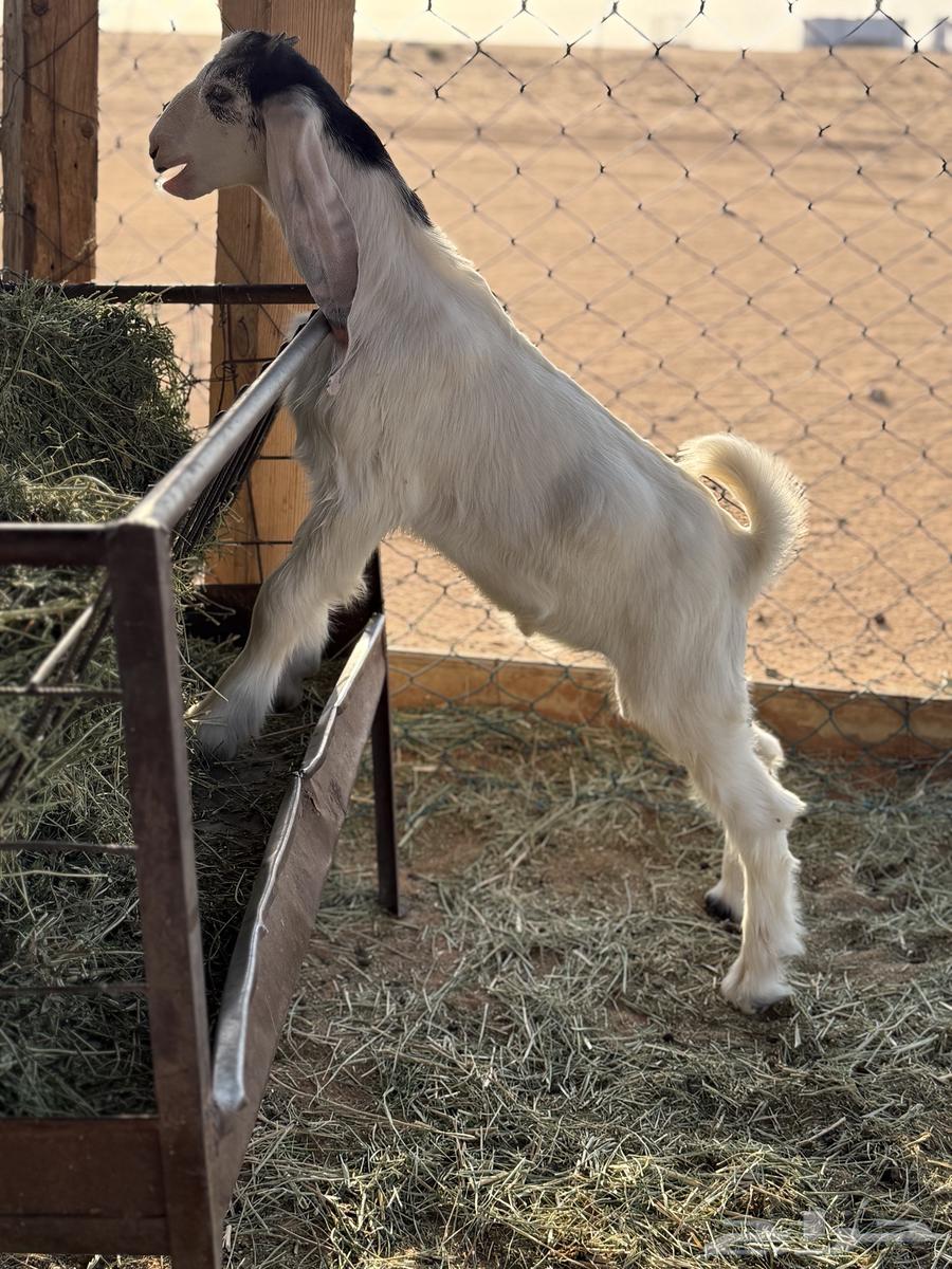 عنز متبع حليب وطيبه64379891226883114