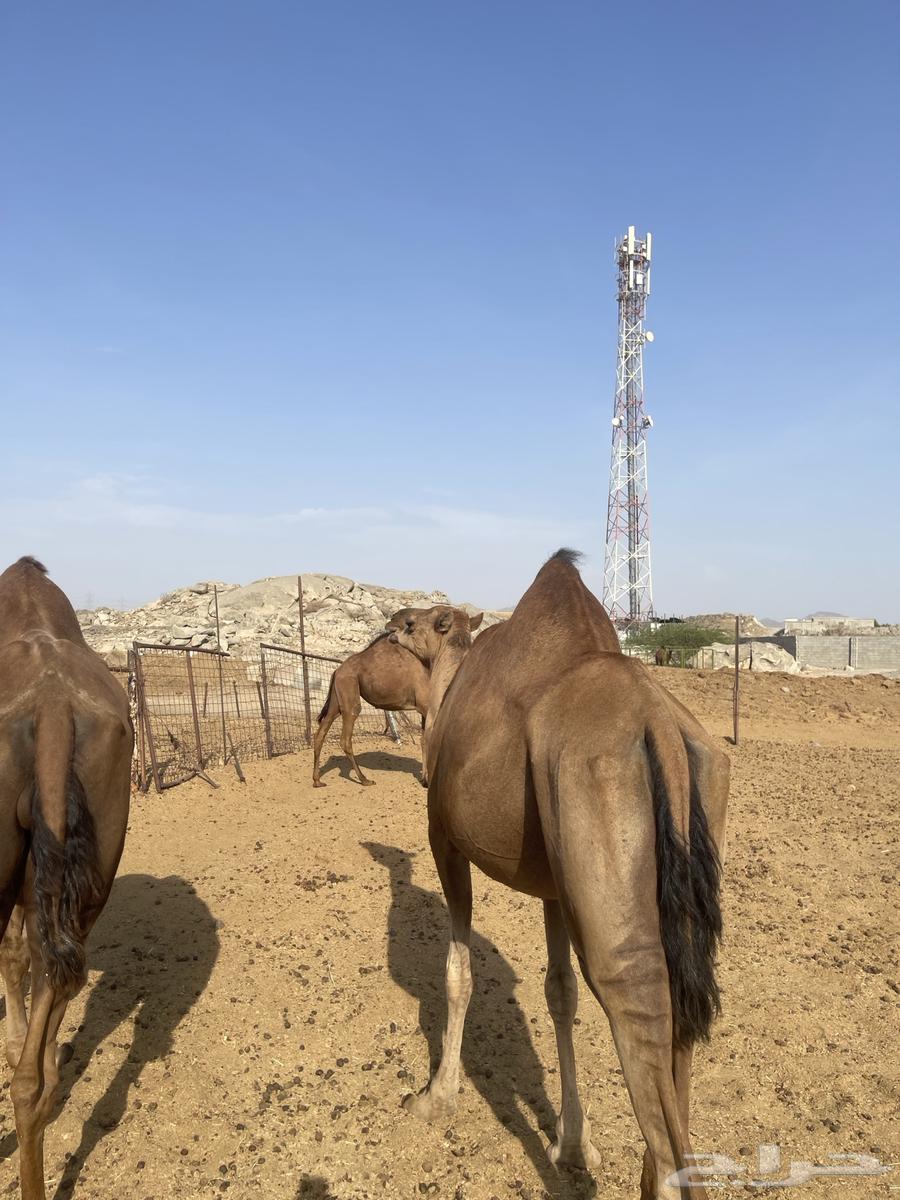 ابل للبيع64386961868674114