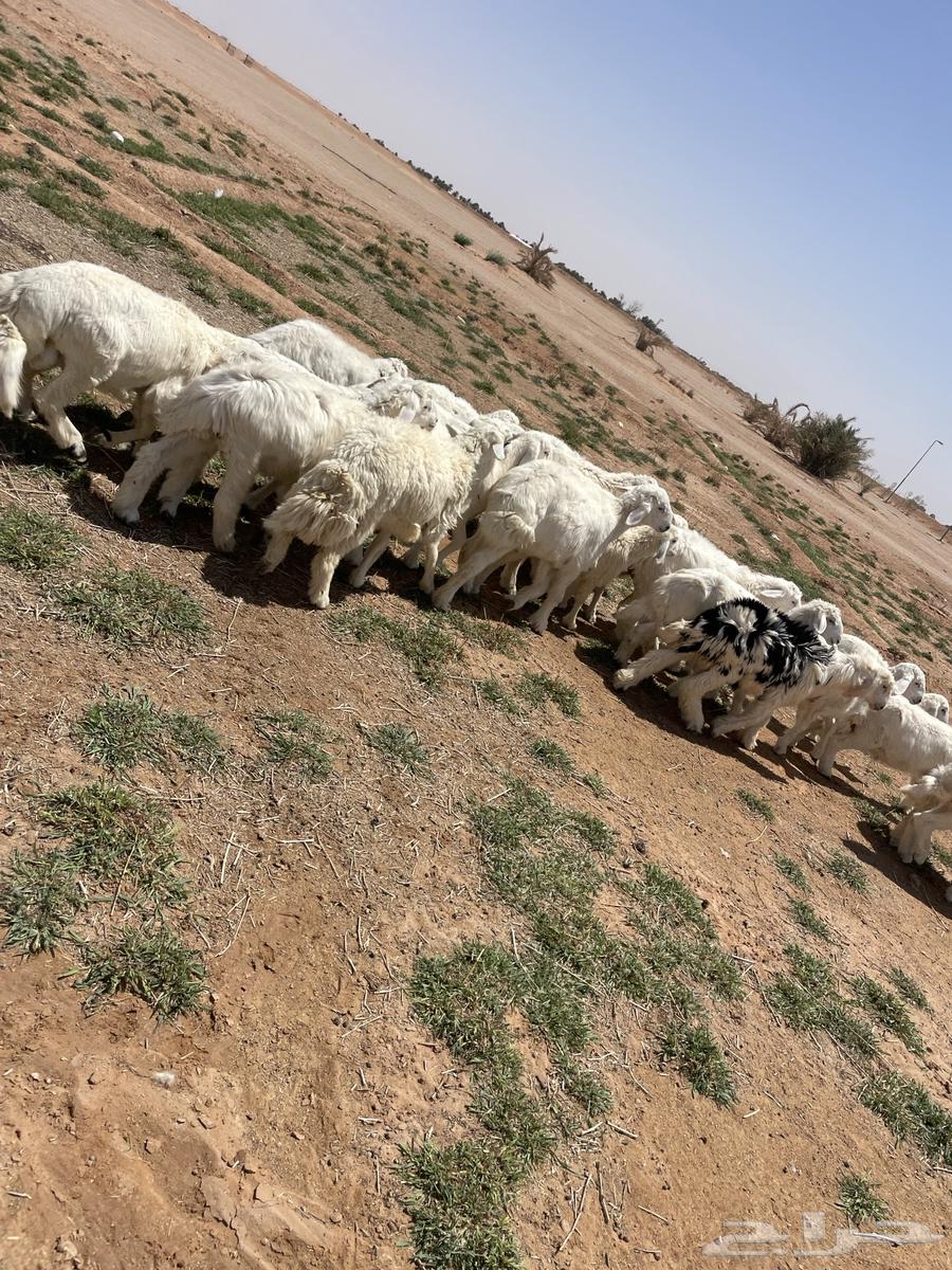 بهم كله طليان طيب وسمان والحد جمله نهائي وسمح64315534767745111