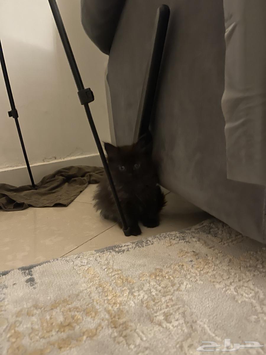 قطط من ام شرازيه(للبيع مستعجل)64377078984707111