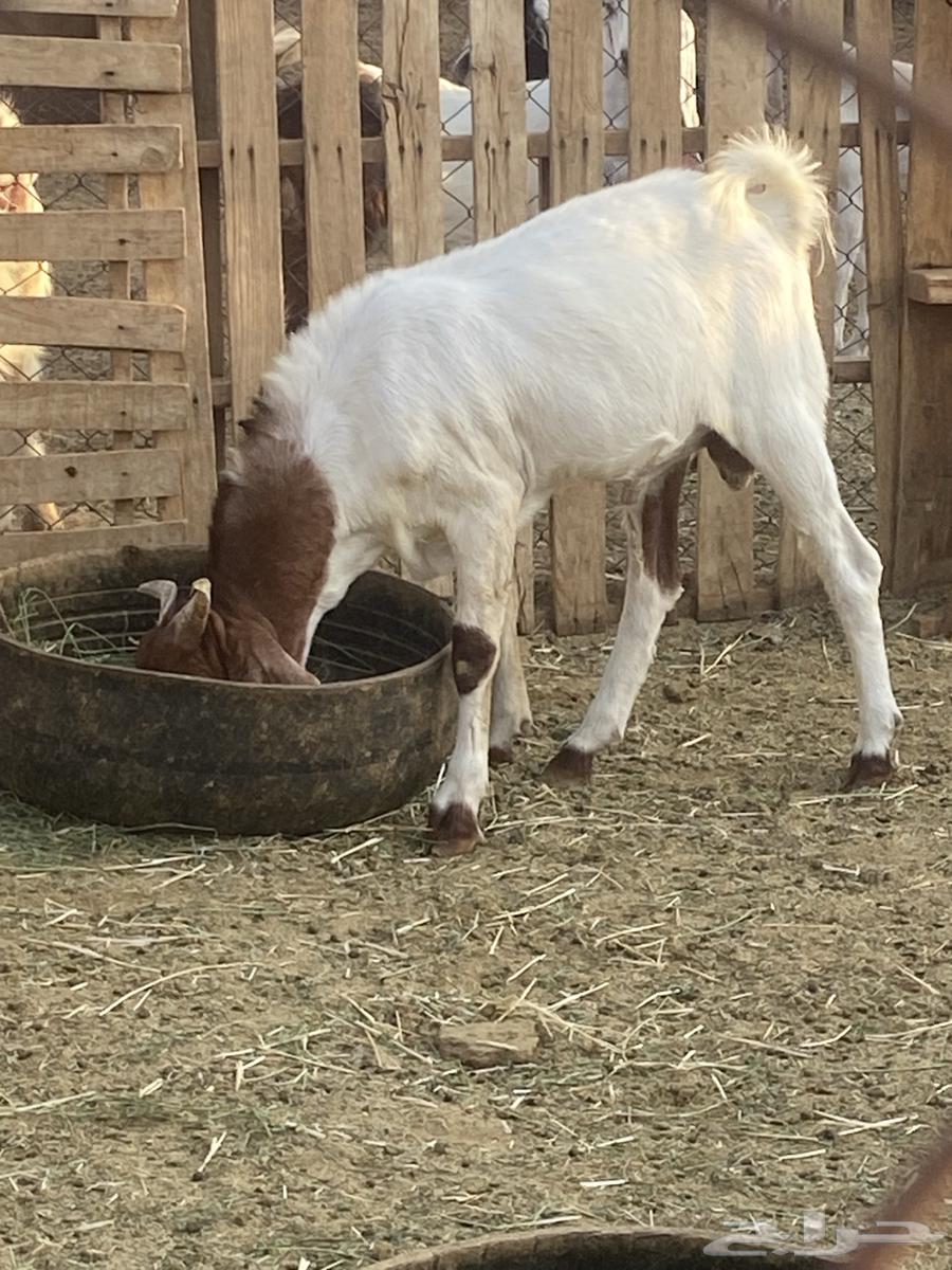 تيس للبيع64383483790466113