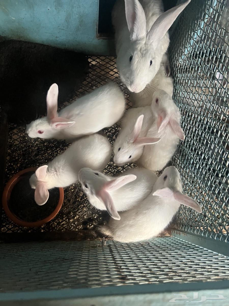 ارانب منتجة للبيع64382749253761114