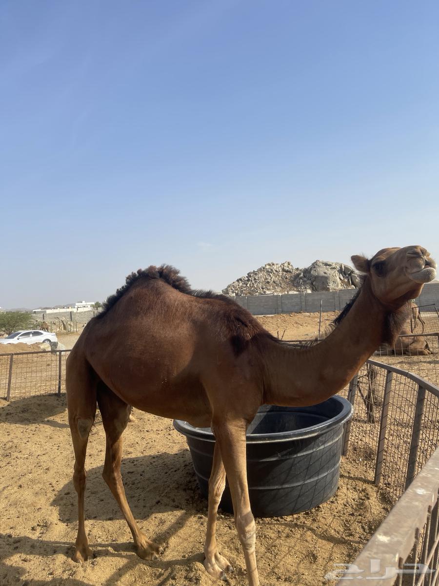 ابل للبيع64386961868674113