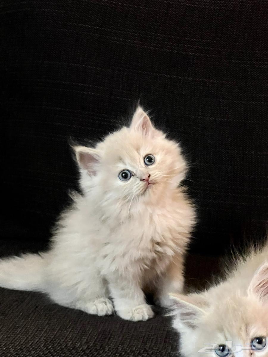 القطط الجميلة شيريازي للبيع64390651459075112