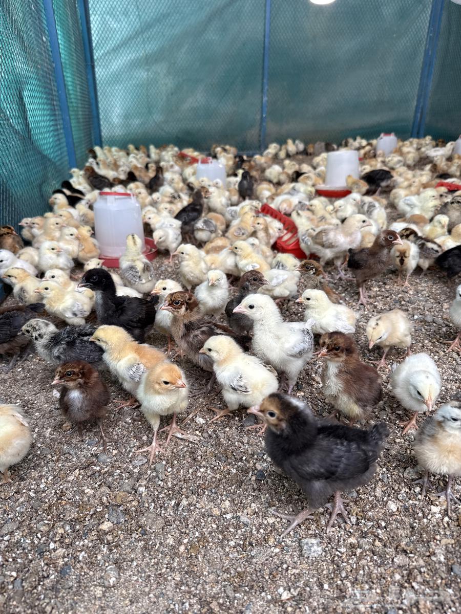 صوص بلدي64380139989506111